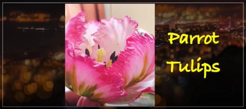 Parrot Tulip