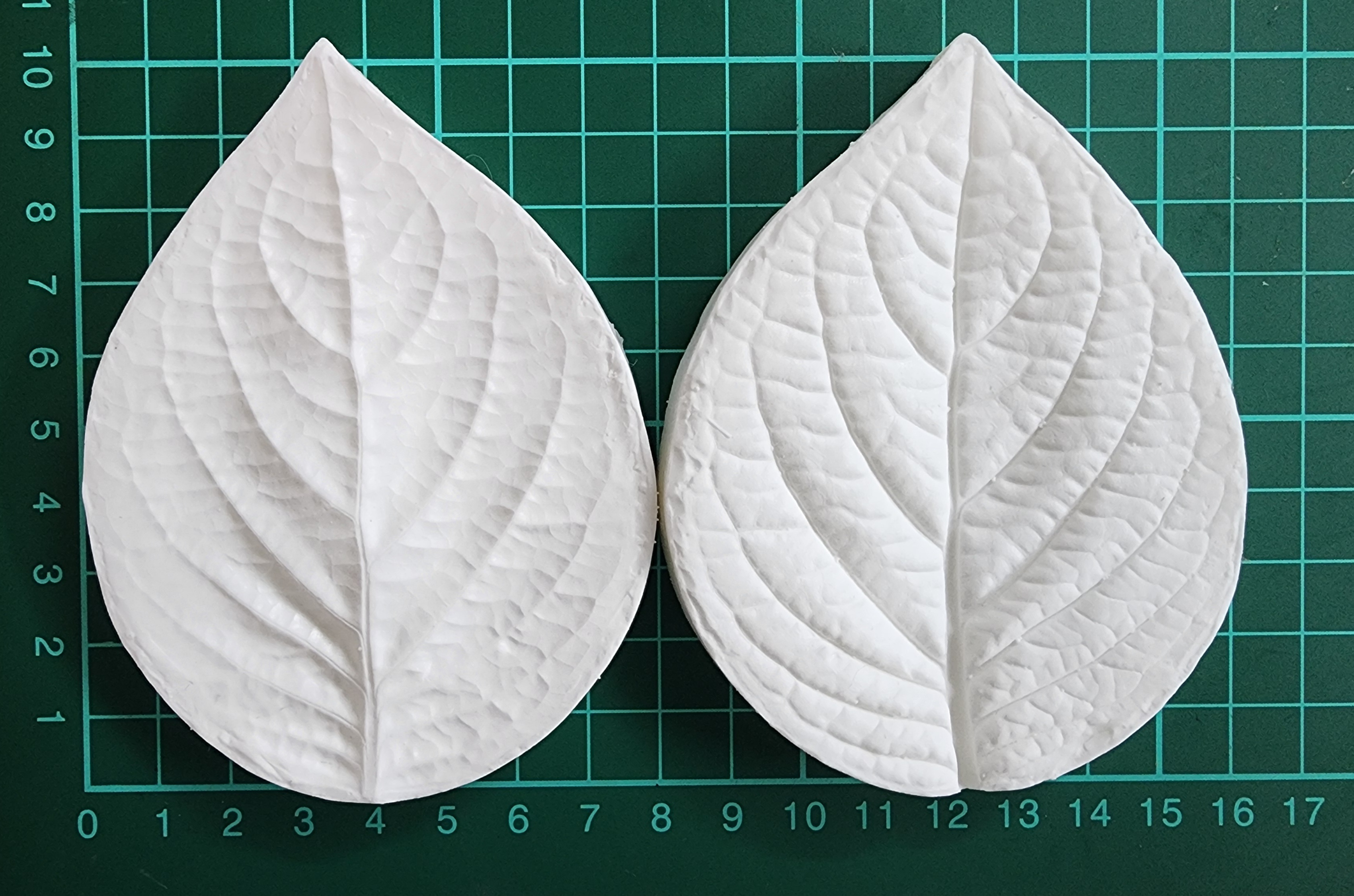 Hydrangea leaf