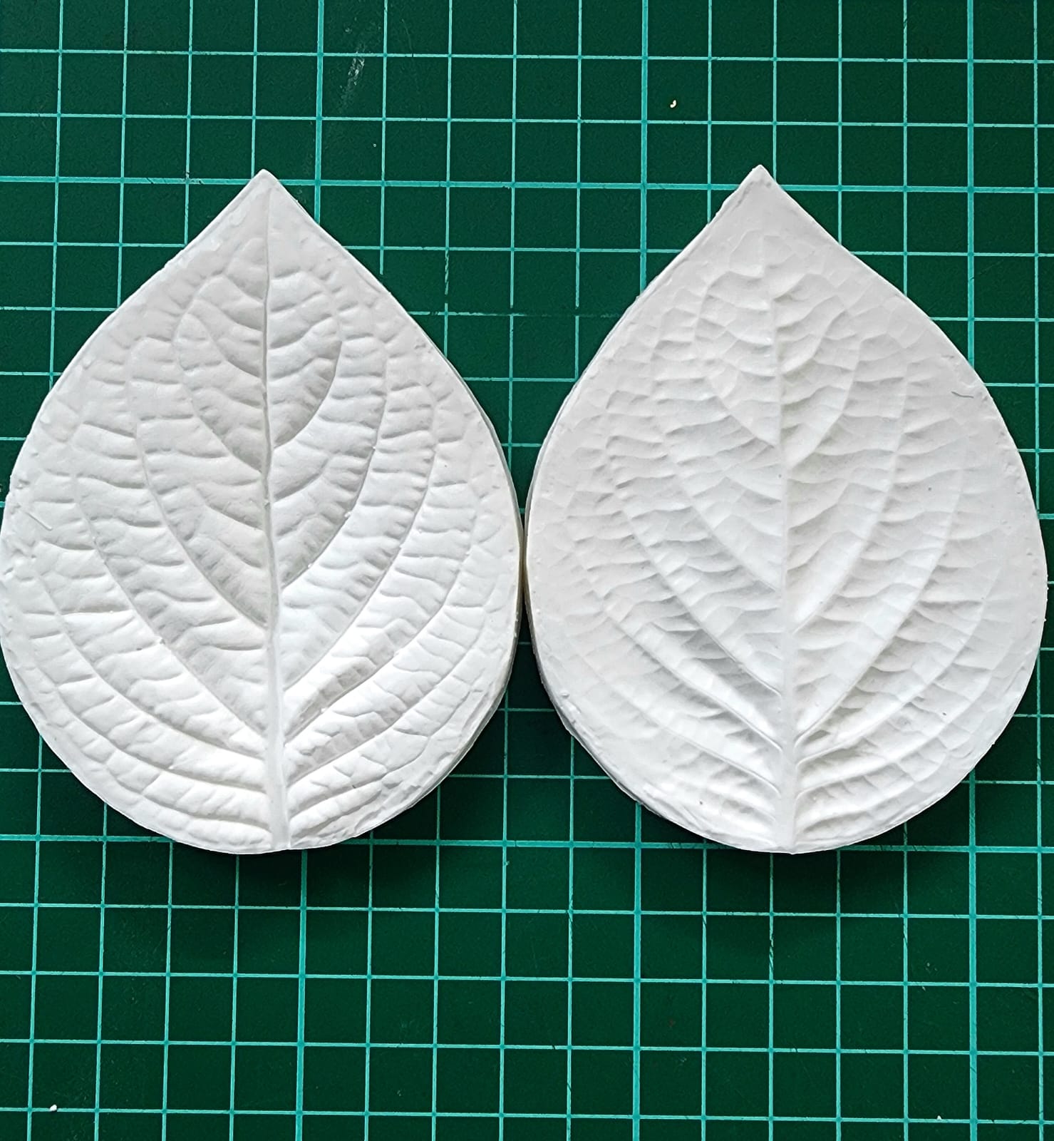Hydrangea Leaf